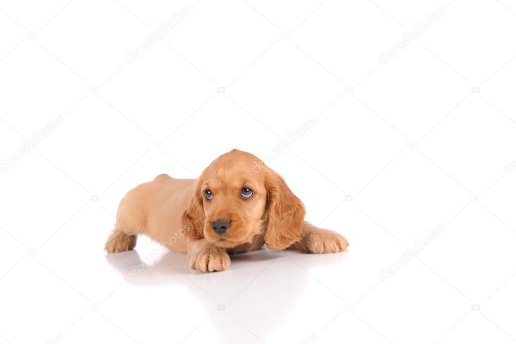 sad puppy dog