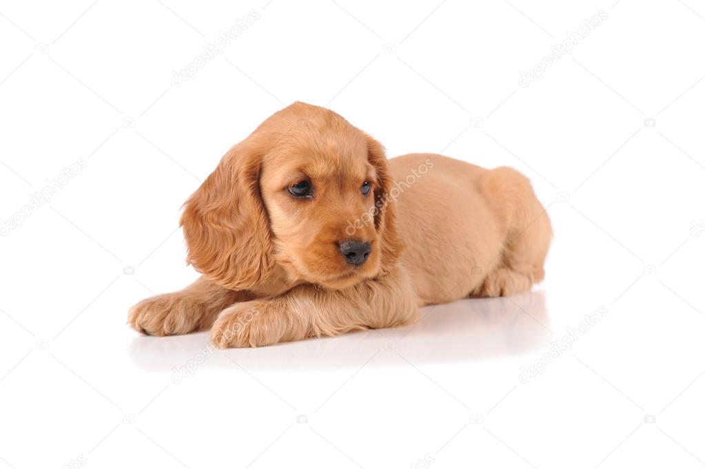 sad puppy dog