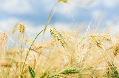 Buğday tarlası ve bulutlu mavi gökyüzü 