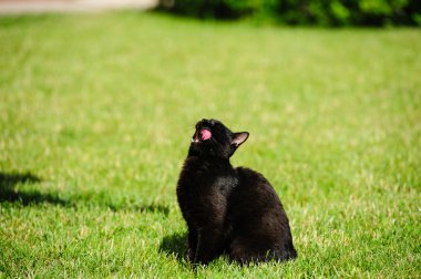 Yeşil çimenlerin üzerinde kara kedi