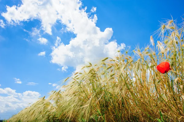 Wheat field and blue sky with clouds — Stock Photo, Image