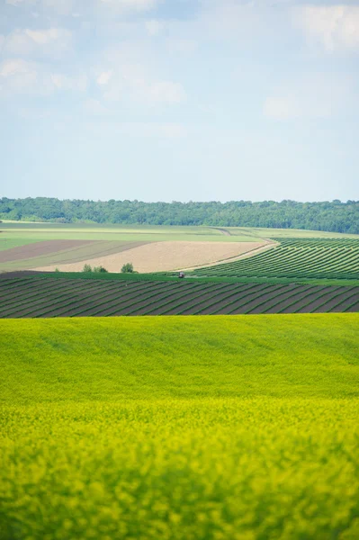 Campo verde y cielo azul — Foto de Stock