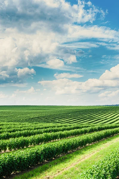 Campo verde e céu azul — Fotografia de Stock