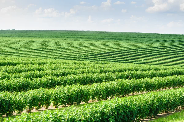 Groen veld en blauwe lucht — Stockfoto