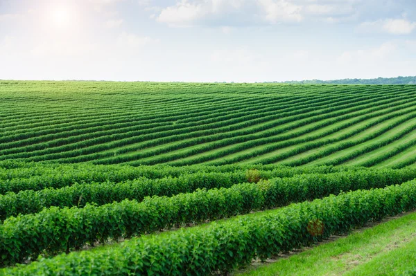 Grüne Wiese und blauer Himmel — Stockfoto