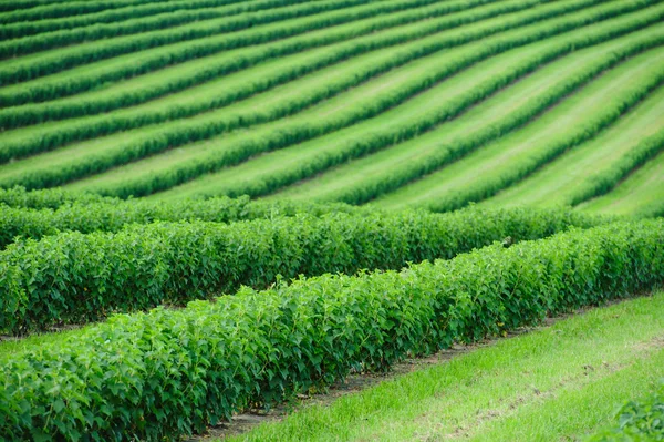 Campo verde — Stockfoto