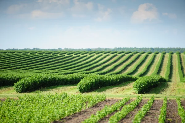 Groen veld en blauwe lucht — Stockfoto