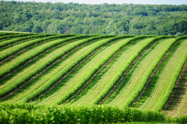 Grüne Wiese — Stockfoto