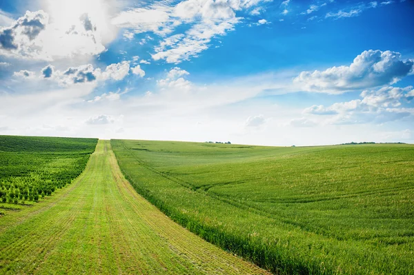 Grüne Wiese und blauer Himmel — Stockfoto