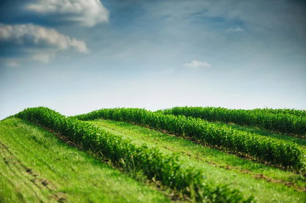 Grönt fält och blå himmel — Stockfoto