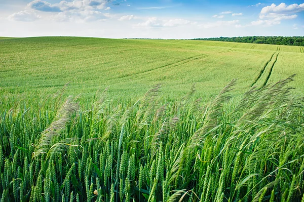 Grönt fält och blå himmel — Stockfoto