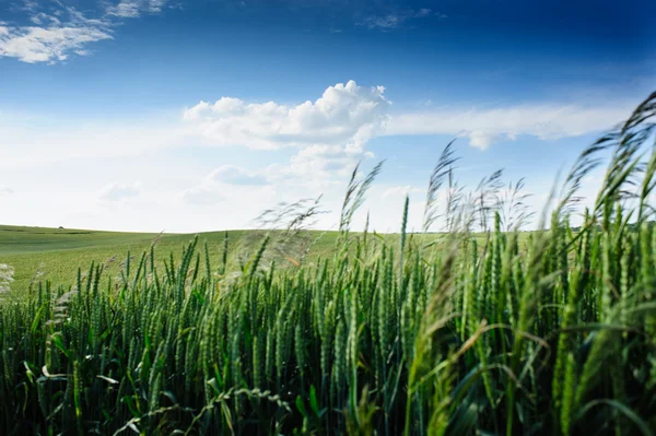 Grüne Wiese und blauer Himmel — Stockfoto