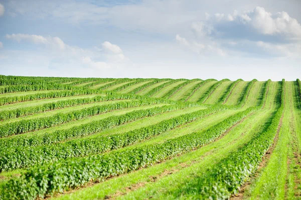 Groen veld en blauwe lucht — Stockfoto