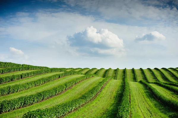 Groen veld en blauwe lucht — Stockfoto