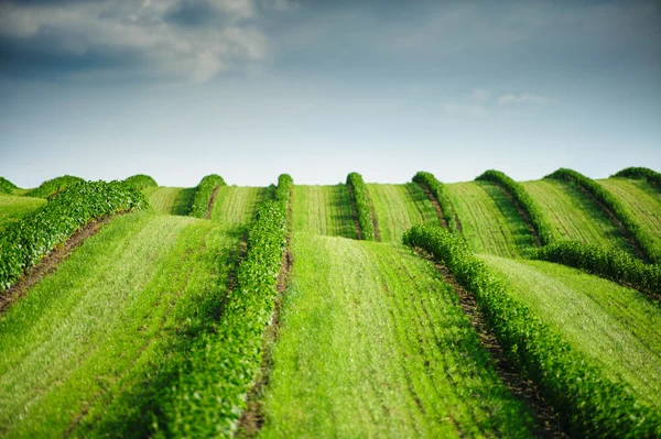 Campo verde e céu azul — Fotografia de Stock