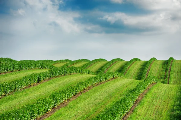 Groen veld en blauwe lucht — Stockfoto