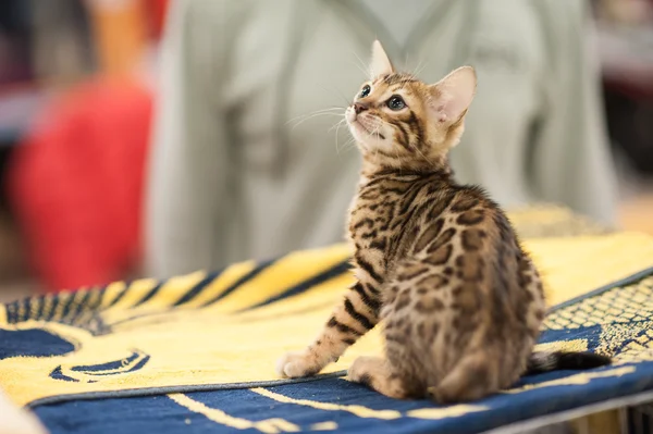 Rolig katt — Stockfoto