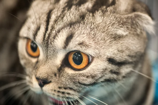 Смішні кішки — стокове фото
