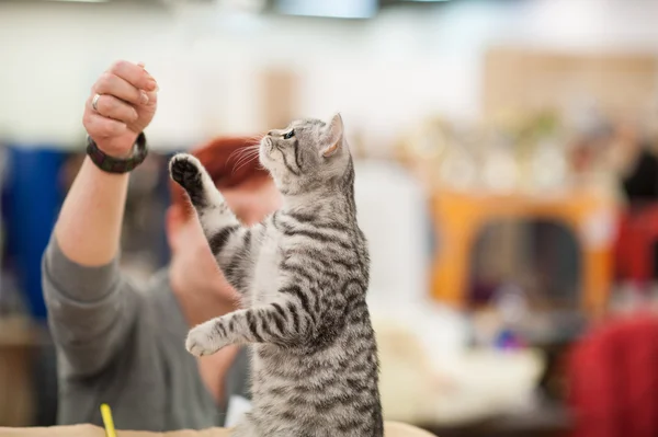 Eğlenceli kedi — Stok fotoğraf