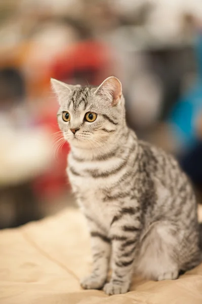 웃 긴 고양이 — 스톡 사진