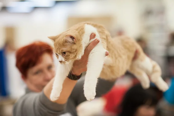 Funny cat — Stock Photo, Image