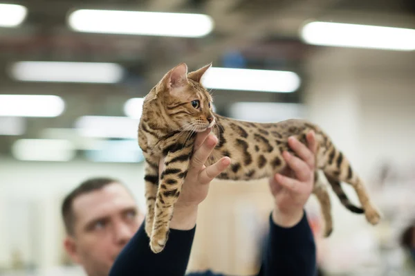 面白い猫 — ストック写真