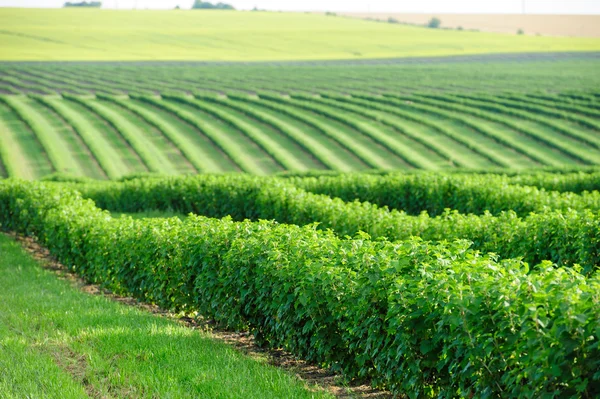 Grüne Wiese und blauer Himmel — Stockfoto