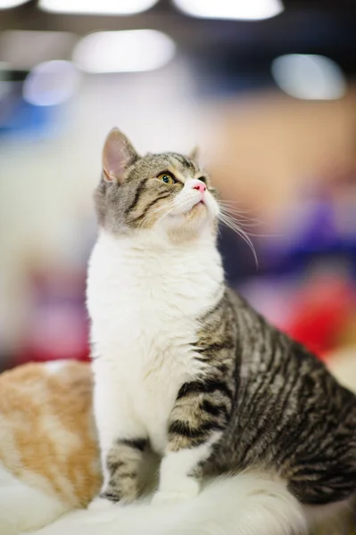 Gatto divertente — Foto Stock