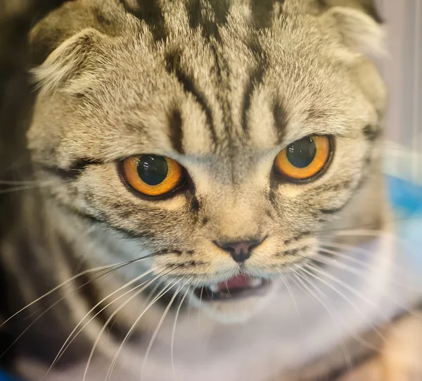 Rolig katt — Stockfoto