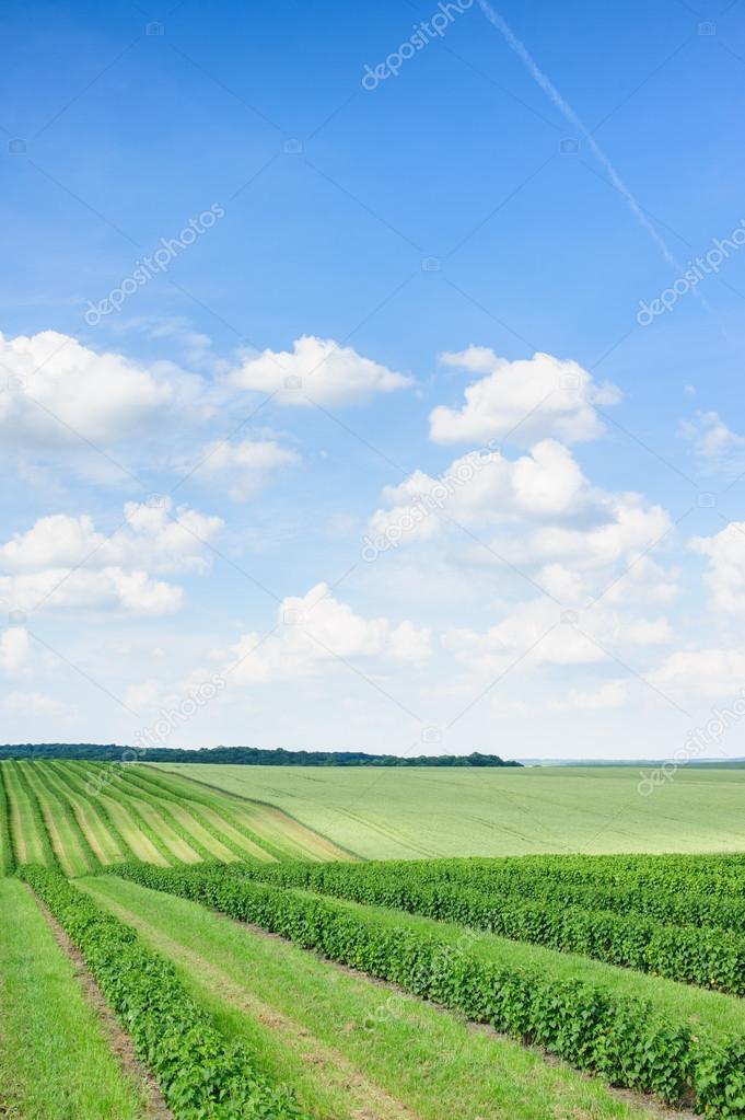 green field and blue sky 