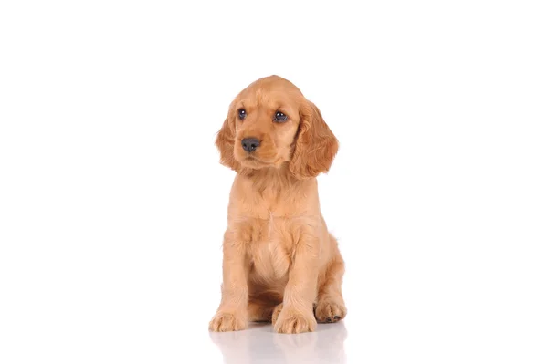 Perro cachorro — Foto de Stock