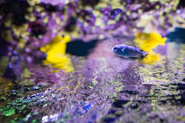 Peixes marinhos — Fotografia de Stock