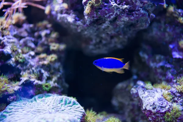 Peixes marinhos — Fotografia de Stock