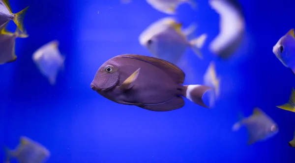 Meeresfisch — Stockfoto