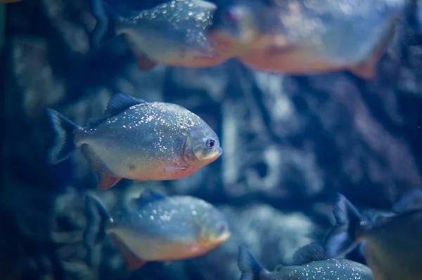 Peces marinos — Foto de Stock