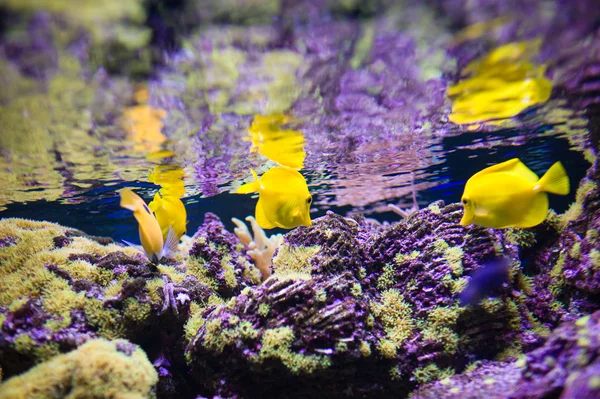 Peixes marinhos — Fotografia de Stock