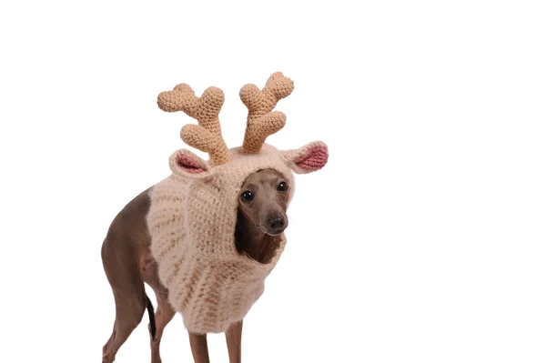 Funny dog in the deer  hat — Stock Photo, Image