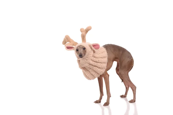Смешная собака в оленьей шляпе — стоковое фото