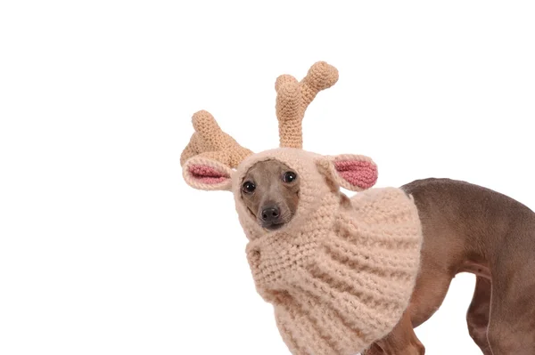 Смешная собака в оленьей шляпе — стоковое фото
