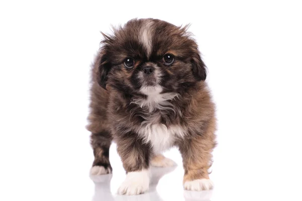 Cane divertente — Foto Stock