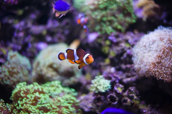 Peces marinos —  Fotos de Stock