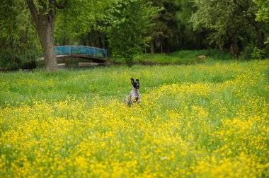 Mutlu köpek ile bir çayır düğünçiçekleri ile çalışan