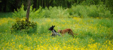 Mutlu köpek ile bir çayır düğünçiçekleri ile çalışan