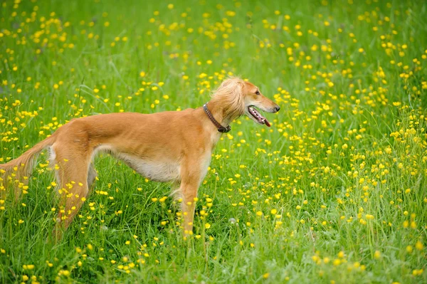 Gelukkige hond loopt door een weiland met boterbloemen — Stockfoto
