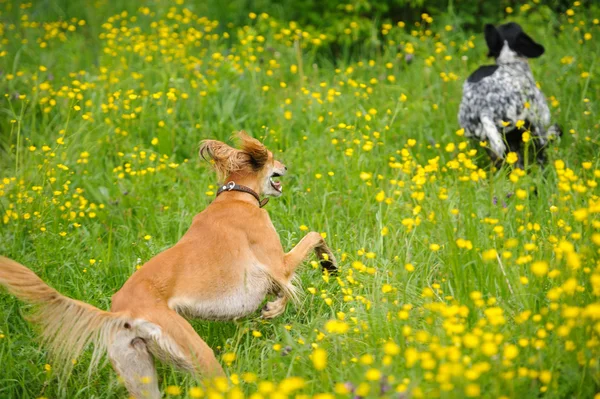 Perros felices corriendo por un prado con mariposas — Foto de Stock