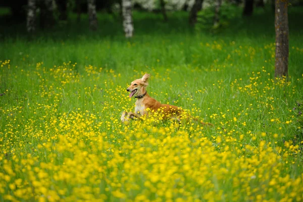 Mutlu köpek ile bir çayır düğünçiçekleri ile çalışan — Stok fotoğraf