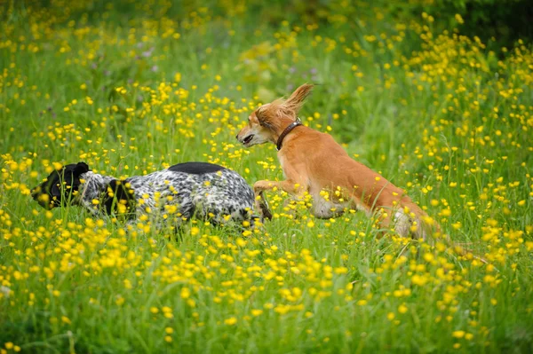 Happy honden loopt door een weiland met boterbloemen — Stockfoto