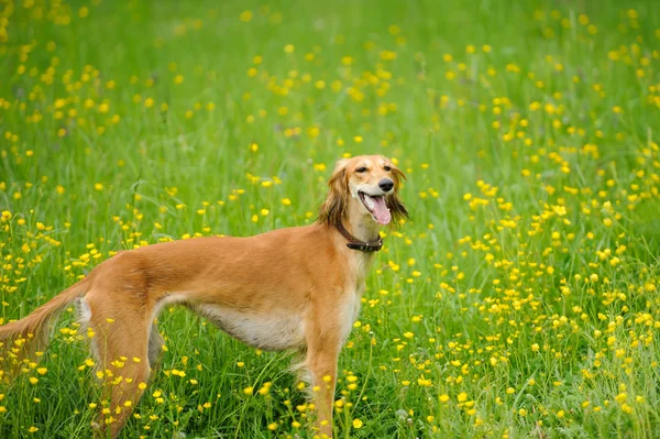 Gelukkige hond loopt door een weiland met boterbloemen — Stockfoto