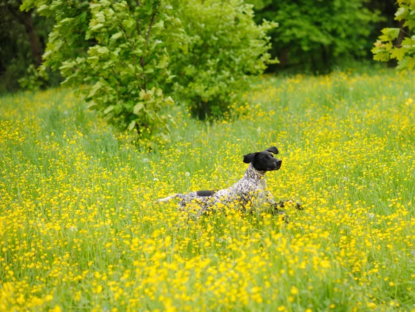 Happy dog running through a meadow with buttercups — Stock Photo, Image
