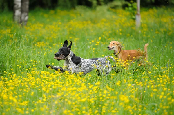 Cães felizes correndo através de um prado com copos de manteiga — Fotografia de Stock